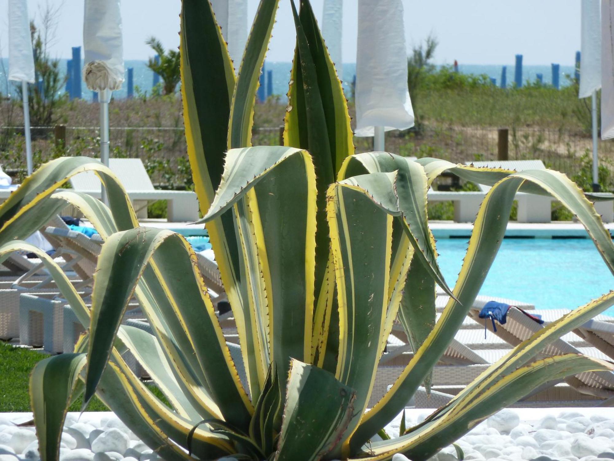 Hotel Mediterraneo Suite&Residence Lido di Jesolo Eksteriør billede